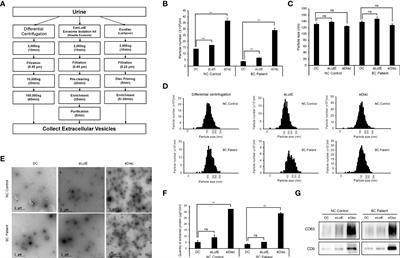 Alpha-2-macroglobulin as a novel diagnostic biomarker for human bladder cancer in urinary extracellular vesicles